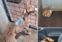 Protetora de animais ‘resgata’ cadela e acusa CPVA de maus-tratos