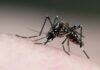 6 mitos sobre a dengue que você não fazia ideia