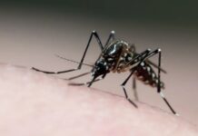 6 mitos sobre a dengue que você não fazia ideia