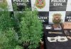 DISE prende traficante com estufa de maconha em Votuporanga