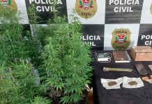 DISE prende traficante com estufa de maconha em Votuporanga