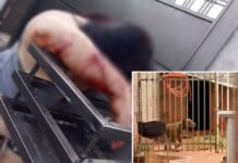Mulher é atacada por cães da raça pit bull ao sair de casa com filha em Estrela d’Oeste