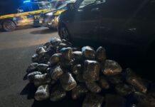 Pai e filho são presos com 100 pacotes de skunk na BR-153 em Rio Preto