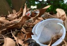 Cardoso confirma 1ª morte por dengue no ano