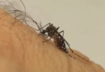 Votuporanga confirma 7ª morte por dengue e mais de 4,2 mil casos da doença