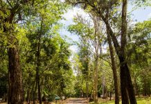 Saev Ambiental realiza ações no Horto Florestal neste sábado