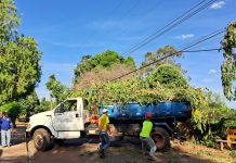 Jura pede e Neoenergia Elektro faz poda de árvores em Simonsen