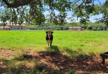 Cia Tércio Miranda promove Encontro Internacional de Genética de Touros de Pulo