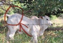 Polícia Ambiental recupera gado furtado em Fernandópolis