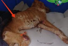 Tutor é multado em R$ 6 mil após cachorra morrer de leishmaniose em Penápolis