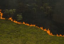 Pantanal registra mais de 900% de aumento nos focos de queimadas em 2024