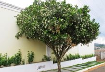 Secretaria de Desenvolvimento Econômico adere à campanha contra o greening