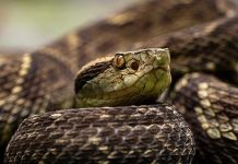 Jovem tem parte do dedo amputado depois de ser picado por cobra em Mendonça