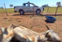 Homem é autuado por maus-tratos após deixar vaca desnutrida e desidratada