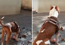 Casal se separa, abandona cadela e é multado em Parisi