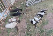 Gatos são encontrados mortos possivelmente envenenados em condomínio de ranchos