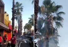 Morador de rua ateia fogo em palmeira no centro de Votuporanga