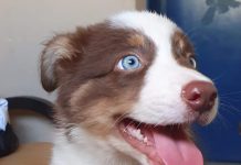 Max volta para casa; ele foi encontrado pelos tutores em Rio Preto