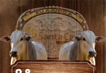 Leilão de Gado será realizado neste mês em Américo de Campos