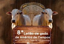 8º Leilão de Américo de Campos será neste domingo