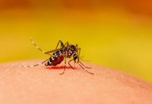 Votuporanga confirma 10ª morte por dengue em 2024