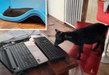 Justiça garante porca e cabra como animais de estimação em Votuporanga