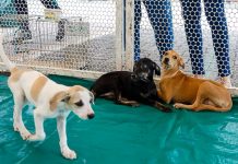 Lei proíbe exposição de cães e gatos em vitrine em SP