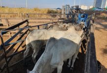 Deic recupera gado roubado que estava à venda em leilão em Rio Preto