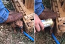 Homem é denunciado por obrigar tatu a tomar cerveja em Valentim Gentil