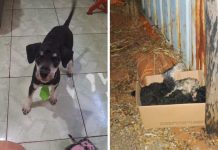 Pitbull invade residência e mata poodle na zona norte