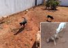 Cães são mortos dentro de abrigo em Pereira Barreto; suspeitos invadiram o local