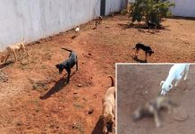 Cães são mortos dentro de abrigo em Pereira Barreto; suspeitos invadiram o local