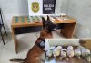 Com faro treinado, cachorro da PM encontra drogas escondidas dentro de lâmpada em bar