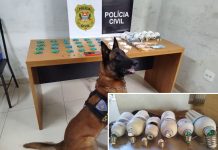 Com faro treinado, cachorro da PM encontra drogas escondidas dentro de lâmpada em bar