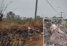 Ossada humana é encontrada em área de pastagem em Araçatuba