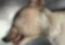 Cachorro morre após ter cabeça prensada em porta de veículo