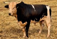 Festa do Peão de Barretos: touro Acesso Negado participa de desafio em prol do Hospital do Amor