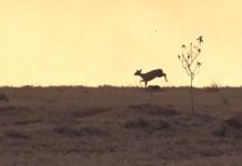 Repórter flagra cervo fugindo durante incêndio em Rio Preto