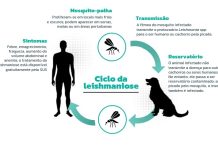 Secretaria da Saúde participa de Semana Estadual de Prevenção contra a Leishmaniose Visceral