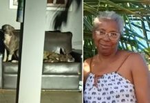 Mulher morre após ser atacada por cães em Penápolis