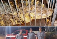 Jacaré é capturado após ser encontrado em rua de Cardoso