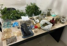 BAEP apreende ‘maconha gourmet’ avaliada em R$ 100 mil em Rio Preto