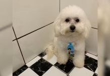 Tutora registra queixa contra pet shop após cachorro levado para banho ser devolvido morto