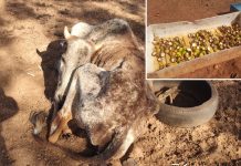 Proprietário rural é multado em R$ 117 mil por maus-tratos a 38 bovinos