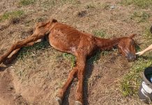 Égua com sinais de maus tratos é resgatada pela Polícia Ambiental em Novo Horizonte