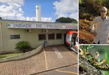 Homem morre após ser picado por cobra jararaca em Rubinéia