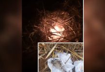 Brigada de incêndio encontra velas acesas em canavial e evita incêndio em Brejo Alegre