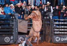 Cia Tércio Miranda celebra vitória do touro Cobiçado em Barretos