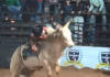 Peão quebra o maxilar após bater rosto contra chifre de touro em rodeio