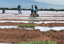 Neoenergia Elektro convoca clientes irrigantes e aquicultores para atualização cadastral